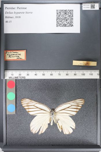 Media type: image;   Entomology 129993
